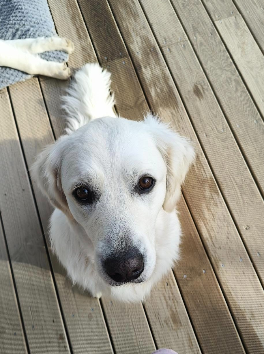 Vicky  Des Puppys Goldens Love